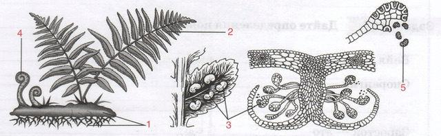 Решение рисунок 2